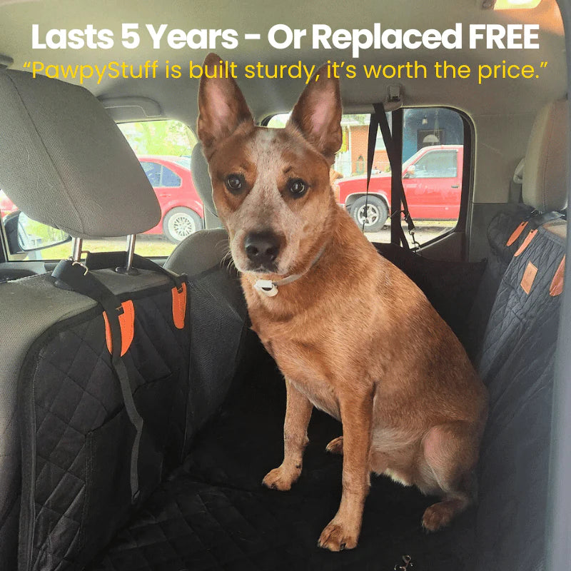 files/cozyrider_5-year-replacements-pawpystuff-is-built-strudy_891e5a3a-127d-4257-bd4d-dc2a678ec6c6.webp